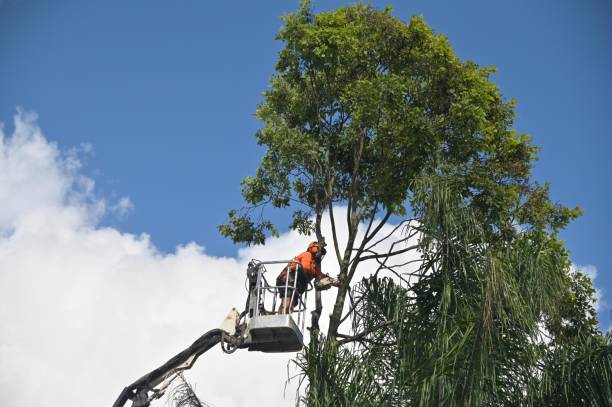 Best Hedge Trimming  in Holladay, UT