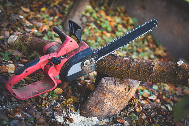 Best Seasonal Cleanup  in Holladay, UT